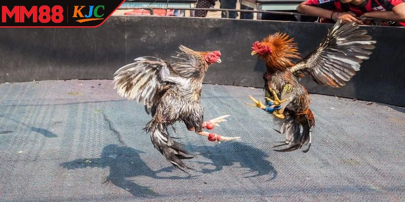 Các hình thức đá gà MM88 phổ biến, hấp dẫn người chơi