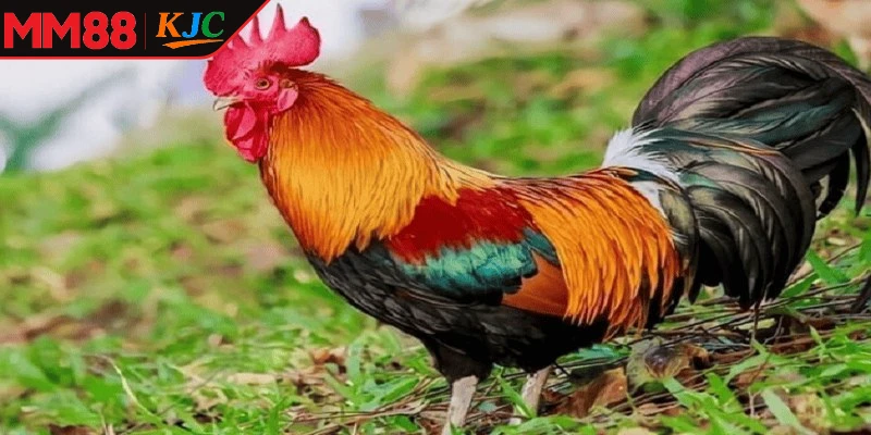 Gà Xanh Trích không sợ người lạ, phản ứng mạnh khi bị khiêu khích